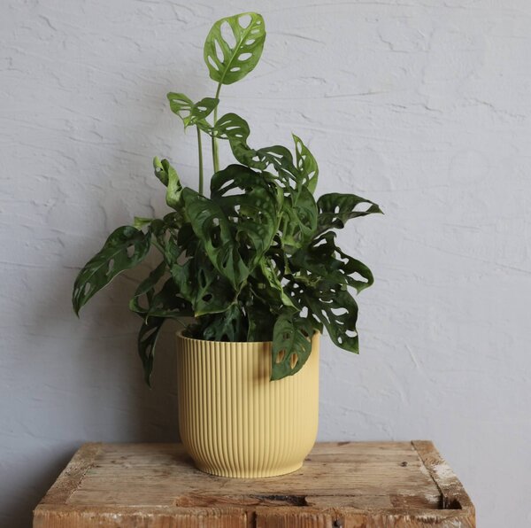 Elho plastový kvetináč Vibes fold butter yellow Ø 11 cm