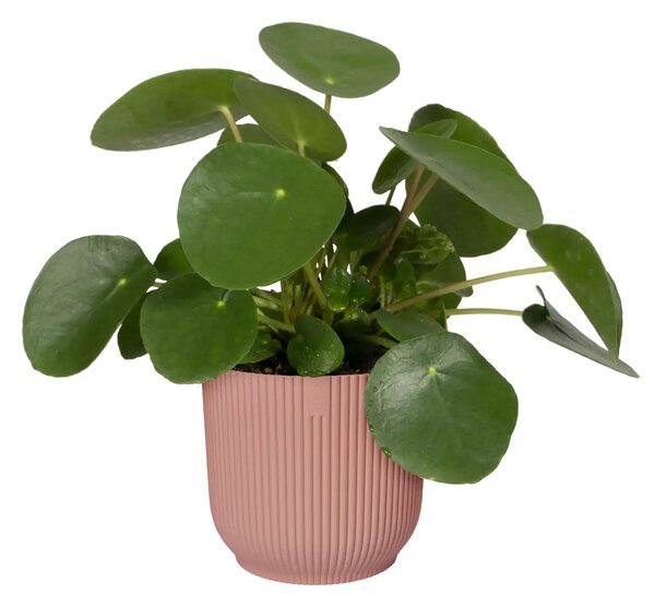 Elho plastový kvetináč Vibes fold delicate pink Ø 9 cm