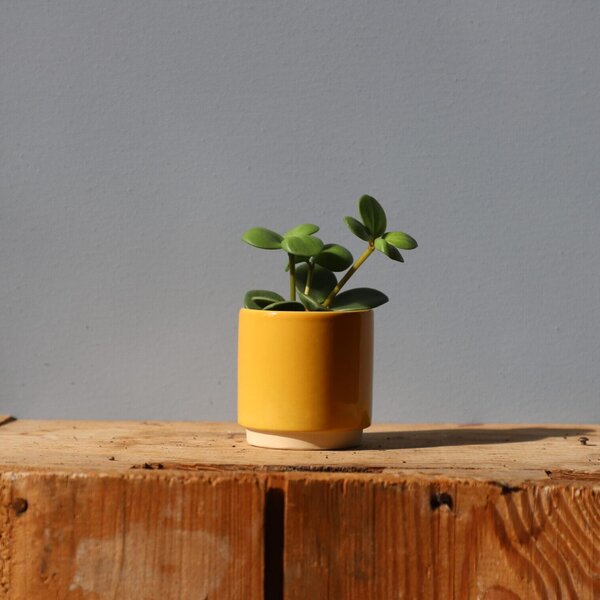 Kvetináč Eno Duo ocher Ø 6 cm