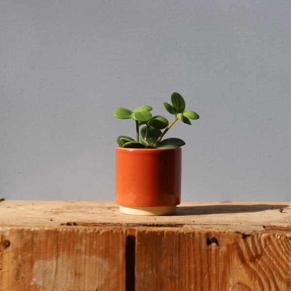 Kvetináč Eno Duo terracotta Ø 6 cm
