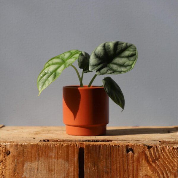 Kvetináč Eno Matt terracotta Ø 7 cm