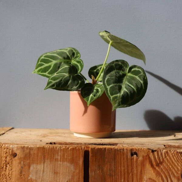 Kvetináč Eno Duo dusty pink Ø 6 cm