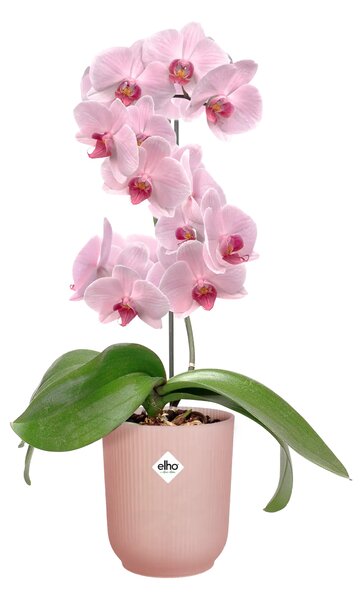 Elho plastový kvetináč Vibes Fold Orchid transparentný Ø 13 cm