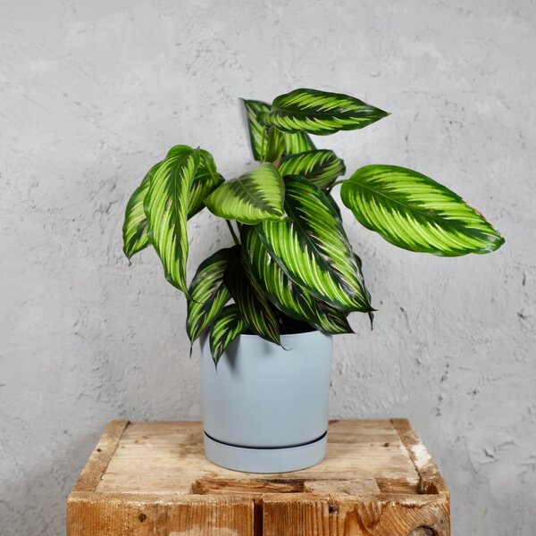 Prosperplast plastový kvetináč Tubo P light grey Ø 15 cm