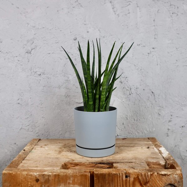 Prosperplast plastový kvetináč Tubo P light grey Ø 10 cm