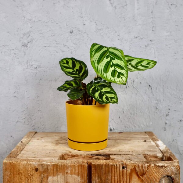 Prosperplast plastový kvetináč Tubo P mustard Ø 12 cm