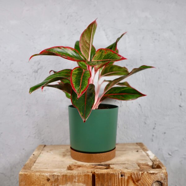 Prosperplast plastový kvetináč Tubo PM pine green Ø 15 cm