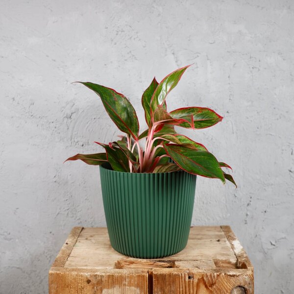 Prosperplast plastový kvetináč Milly round pine green Ø 14 cm