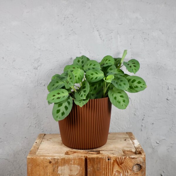 Prosperplast plastový kvetináč Milly round rustic brick Ø 17 cm