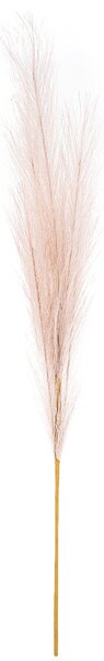 Pampas tráva, svetlofialová, 9 x 77 cm