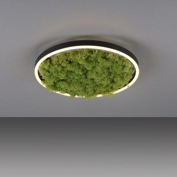 JUST LIGHT. 15391-66 - LED Stmievateľné stropné svietidlo ZELENÁ RITU LED/20W/230V