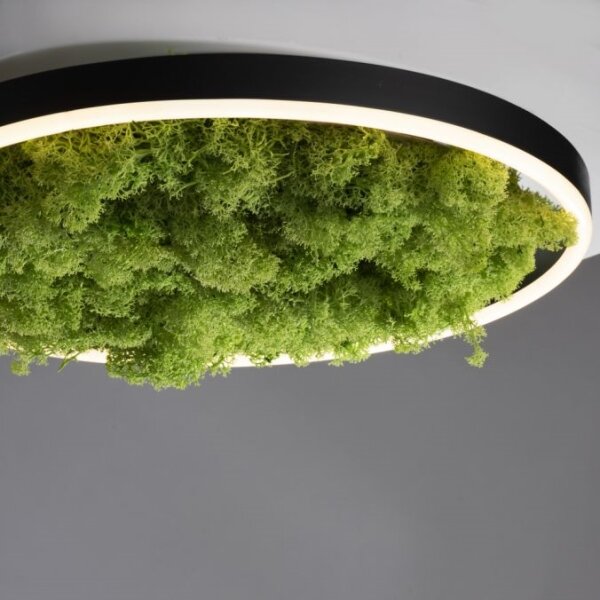 JUST LIGHT. 15391-66 - LED Stmievateľné stropné svietidlo ZELENÁ RITU LED/20W/230V