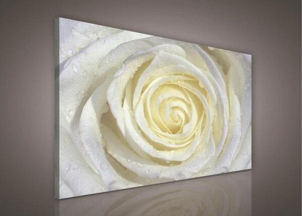 Obraz na plátne, rozmer 100 x 75 cm, bilea ruža, IMPOL TRADE PP206O1