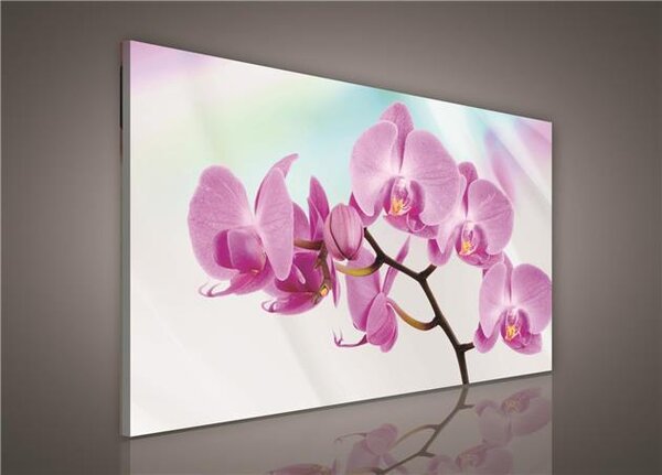 Obraz na plátne, rozmer 100 x 75 cm, orchidea, IMPOL TRADE 24O1