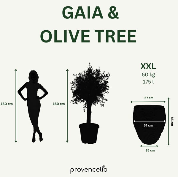Olivovník (silný kmeň) v kvetináči GAIA 75×78cm — Nefritovo perlová