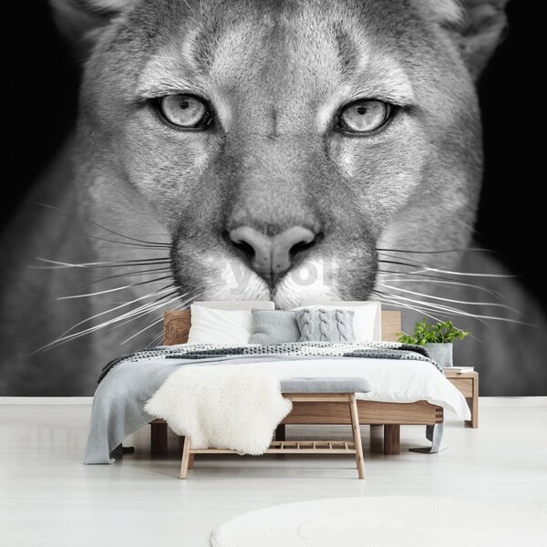 Vliesové fototapety 12718 V4, rozměr 254 cm x 184 cm, puma, IMPOL TRADE