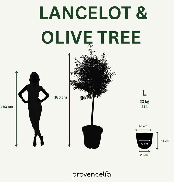 Olivovník (štíhly kmeň) v kvetináči LANCELOT 47×41cm — Tropická Zelená