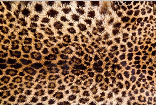 Vliesové fototapety, rozmer 375 cm x 250 cm, leopardia koža, DIMEX MS-5-0184