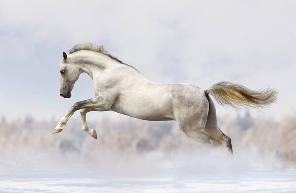 Magnetická podložka na obklad radiátora White Horse Galop 60x100cm
