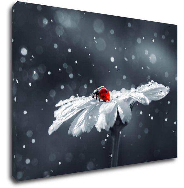 Impresi Obraz Lienka na kvetine - 70 x 50 cm