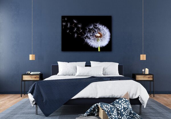 Impresi Obraz Púpava na čiernom pozadí - 70 x 50 cm