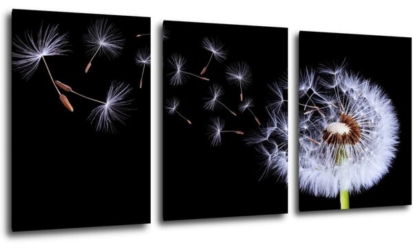 Impresi Obraz Púpava na čiernom pozadí - 150 x 70 cm (3 dielny)