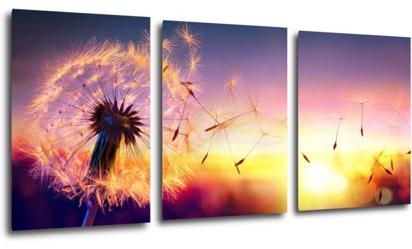 Impresi Obraz Púpava sa západom slnka - 150 x 70 cm (3 dielny)