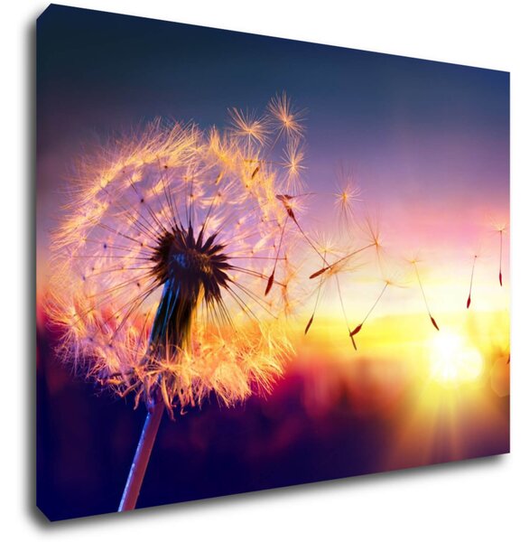 Impresi Obraz Púpava sa západom slnka - 70 x 50 cm