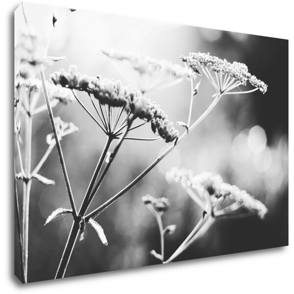 Impresi Obraz Čiernobiela lúčna kvetina - 60 x 40 cm