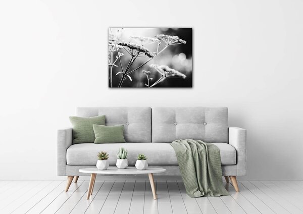 Impresi Obraz Čiernobiela lúčna kvetina - 70 x 50 cm
