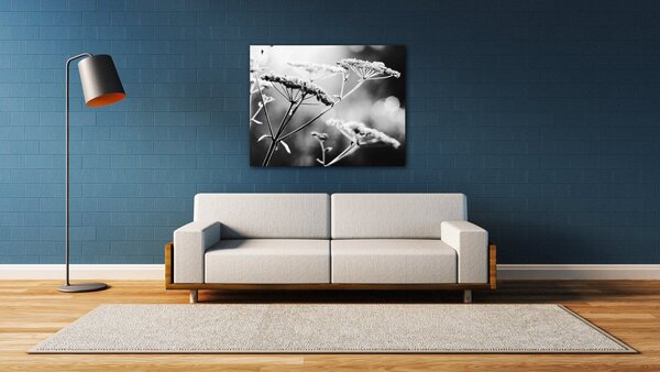 Impresi Obraz Čiernobiela lúčna kvetina - 90 x 70 cm
