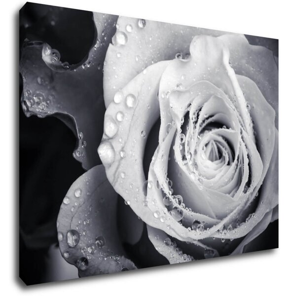 Impresi Obraz Čiernobiela ruže s kvapkami vody - 70 x 50 cm