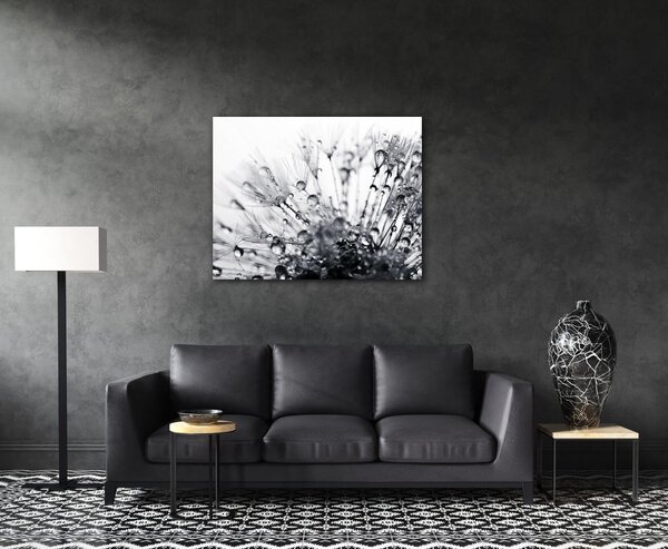 Impresi Obraz Púpava s kvapkami vody - 90 x 70 cm