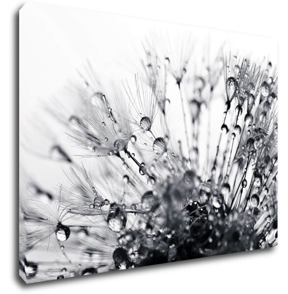 Impresi Obraz Púpava s kvapkami vody - 70 x 50 cm