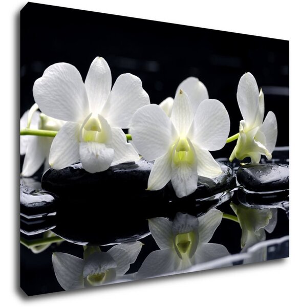 Impresi Obraz Biele orchidee na čiernom pozadí - 70 x 50 cm