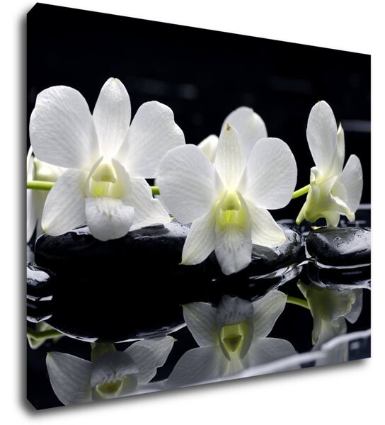 Impresi Obraz Biele orchidee na čiernom pozadí - 90 x 70 cm