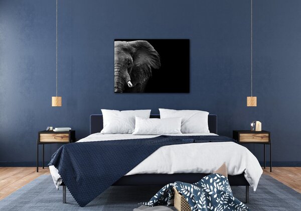 Impresi Obraz Slon na čiernom pozadí - 70 x 50 cm