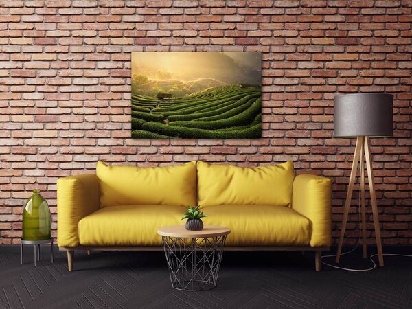 Impresi Obraz Východ slnka čajovníková plantáž - 60 x 40 cm