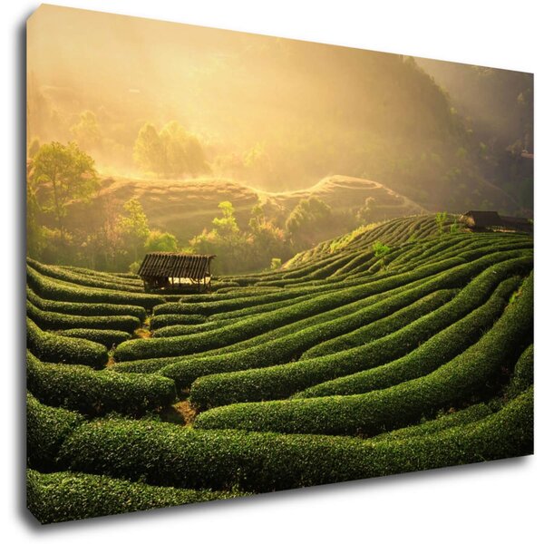 Impresi Obraz Východ slnka čajovníková plantáž - 60 x 40 cm