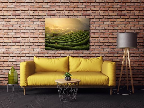 Impresi Obraz Východ slnka čajovníková plantáž - 70 x 50 cm