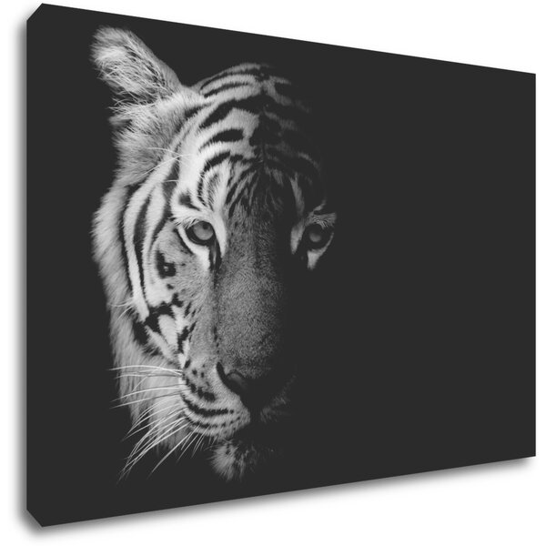 Impresi Obraz Tiger čiernobiely - 60 x 40 cm