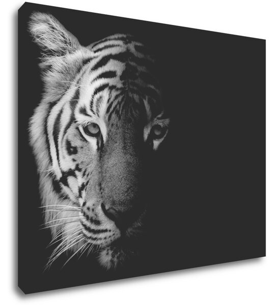 Impresi Obraz Tiger čiernobiely - 90 x 70 cm