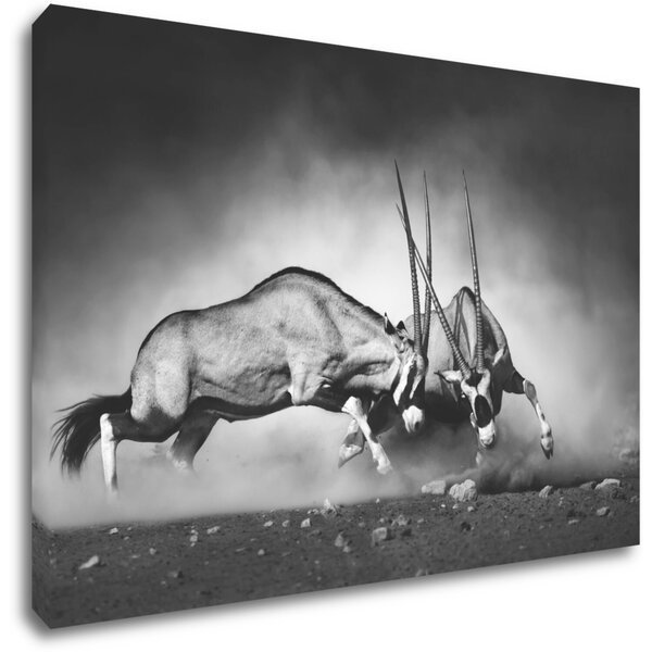 Impresi Obraz Antilopy čiernobiele - 60 x 40 cm