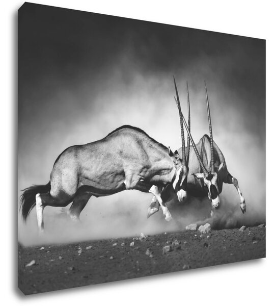 Impresi Obraz Antilopy čiernobiele - 90 x 70 cm