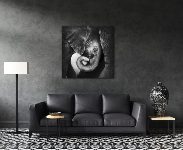 Impresi Obraz Slon čiernobiely - 50 x 50 cm