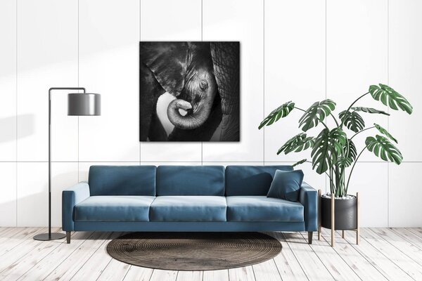 Impresi Obraz Slon čiernobiely - 50 x 50 cm