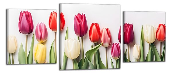 Obraz na plátne Rôznofarebné tulipány