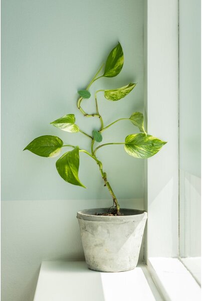 Podpora rastlín 10 ks z recyklovaného plastu (výška 3 cm) – Esschert Design