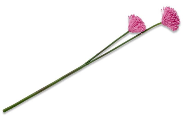 EmaHome ALLIUMI Kvet cesnaku / plast / ružová