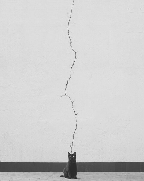Umelecká fotografie Cat thoughts, alizolghadri93, (30 x 40 cm)